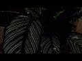 Rain Falling Through the Trees 🌧️ Peaceful Nature Ambience for Sleep & Relaxation