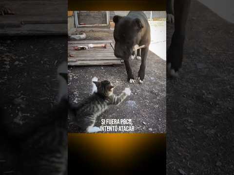 The Little Cat Who Took On a Pit Bull #animals #wildanimals #dog