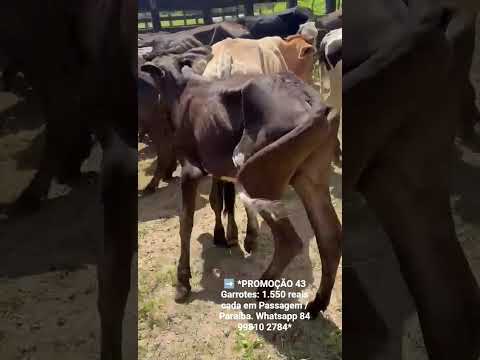 ➡️ *PROMOÇÃO 43 Garrotes: 1.550 reais cada em Passagem / Paraíba. Whatsapp 84 99810 2784*#gado