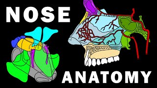 COMPLETE NOSE ANATOMY - Bones, Sinuses, Muscles, Vascular Supply, Innervation