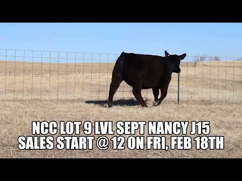 NCC 2022 LOT 9 Balancer Heifer (LVL SEPT NANCY J15) [aka Fancy Nancy]