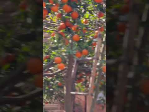 Oranges and commercial orange cultivation #youtubeshorts #tiktok  #khagendra
