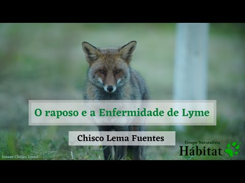 Vídeo: O raposo e a enfermidade de Lyme
