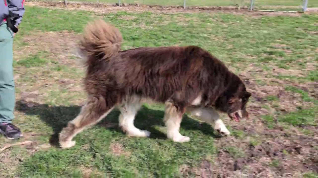 Enlarge Oakley, a Adoptable Alaskan Malamute in Carthage, IL video 6/6