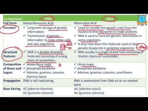 What are the differences between DNA Vs RNA ? || DNA Vs RNA అంటే ఏమిటి?