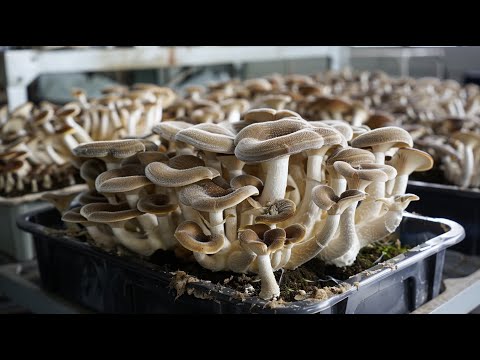 Essential Techniques for Successful Mushroom Cultivation