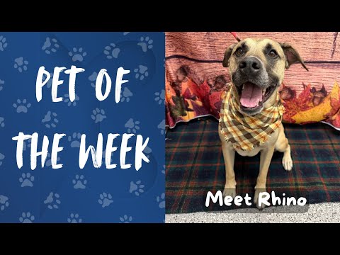 Pet of the Week: Meet Rhino! - YouTube