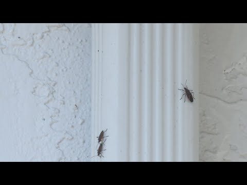 1st YouTube video about are boxelder bugs dangerous