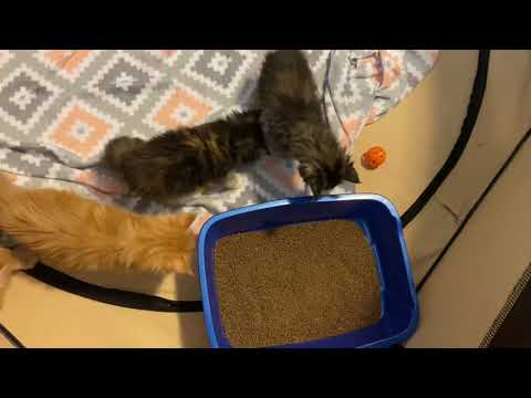 how to litter train kittens fast,  MAINE COON kittens using litter box for the first time