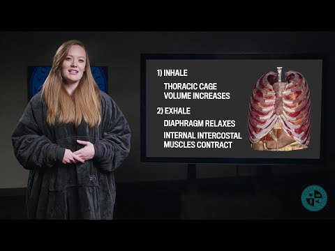 Anatomy Series - Introduction to the Respiratory System