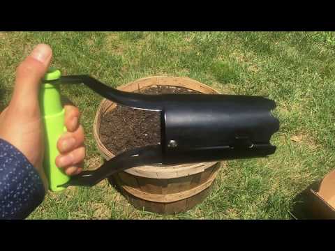 Giant Star Kissed Flower Lily Bulbs (6-, 12-, or 30-Pk. with Planter) - Second Medium