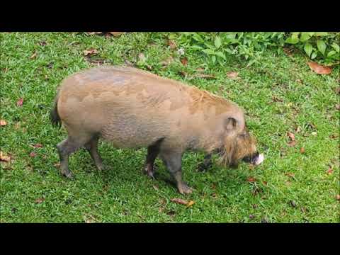 Maliau Basin Conservation Area - The Lost World of Sabah