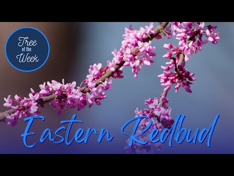 Tree of the Week: Eastern Redbud