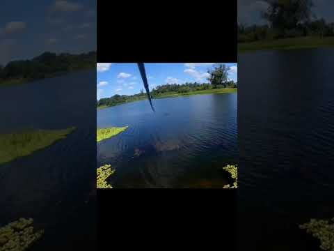 pescaria de palombeta na artificial