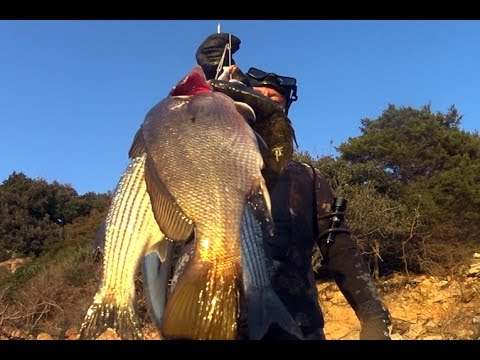 Pesca sub entrata di pesce