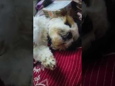 our pet shitzu zerry dance on Hindi song #shorts #youtubeshorts  #dance