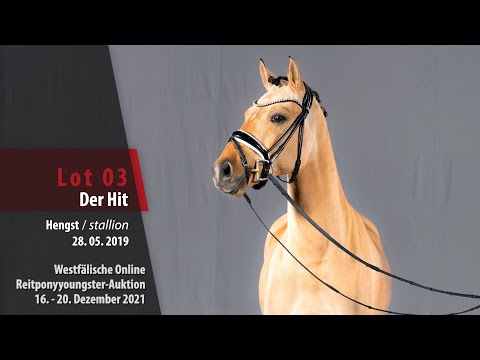 Online Reitponyyoungster-Auktion Lot 03 Der Hit Hengst v. Dating AT NRW - Vincent