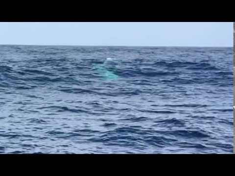 Brief Great White Shark Siting SoCal