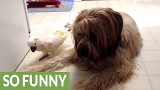 Cockatoo barks at her canine friend