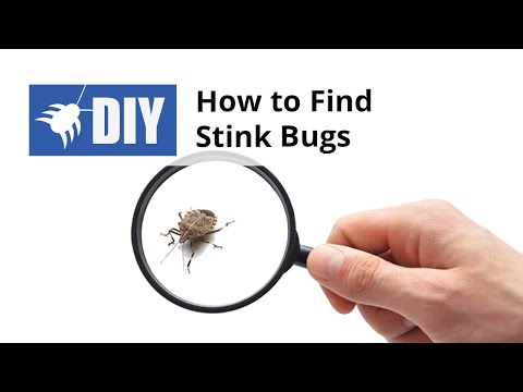  How to Find Stink Bugs Video 
