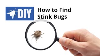 Where do Stink Bugs Hide - Stink Bug Inspection