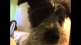 Song by Buddy Castle - The Cuppycake Song my furkids ❤️❤️❤️