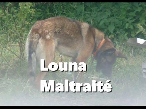 Louna chienne berger allemand Maltraité depuis ses 3 mois - Part 1 | IronVlog