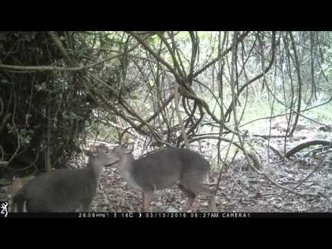 Cecil Kop Nature Reserve - Blue Duiker grooming each other
