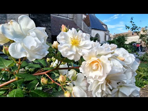 4K/🇫🇷 Troyes: Stadt der Fachwerkschätze, Blüten und des Champagners FRANKREICH