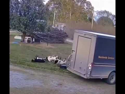 Truck vs Fainting Goats   #faintinggoats #goat #goats #ups #fail