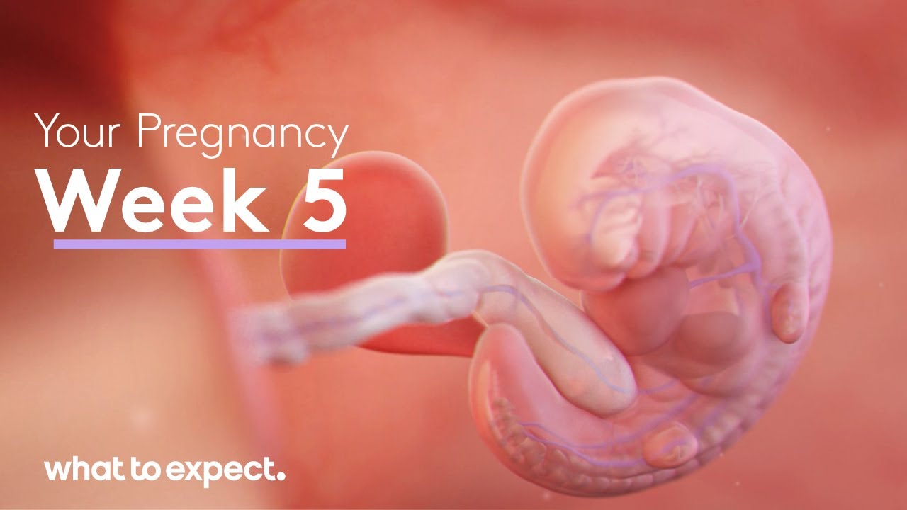 5 Weeks Pregnant Signs Symptoms And Fetal Development GoodtoKnow 5 Weeks Pregnant Signs Symptoms And Fetal Development GoodtoKnow