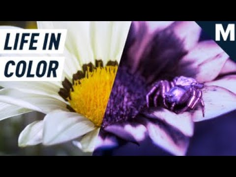 How David Attenborough's 'Life in Color' captured what the eye can't see | Supporting Players