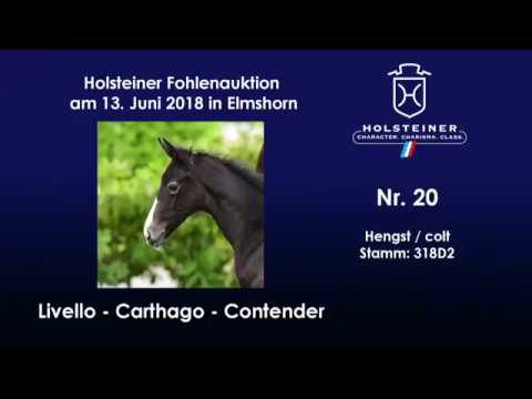 Holsteiner Fohlenauktion im Juni | Nr. 20 v. Livello - Carthago