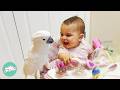 Spicy Parrot Falls In Love With This Baby At First Sight | Cuddle Buddies