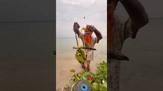 Download lagu They threw the bird over their heads and the bait into the river. #fishing mp3 Download lagu They threw the bird over their heads and the bait into the river. #fishing mp3