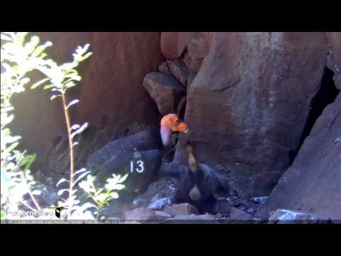 The Feeding Posture of a Young Condor – June 14, 2017