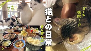 【ねことの日常Vlog】 保護猫ちゃん去勢手術の日、、！まさかのうちの子も一緒に病院へ…💦みんな頑張る1日🌟【保護猫シェルター】