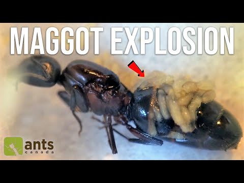 Maggots Exploding From a Queen Ant's Body | GROSS FOOTAGE