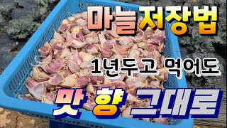 마늘 저장법 오래두고 먹어도 맛 향이 살아 있다