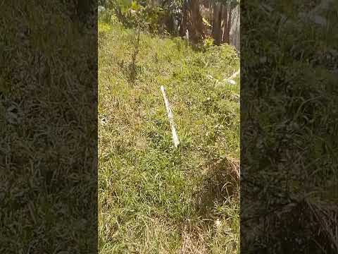 WhatsApp Video 2026 10 26 at 9 13 35 PM