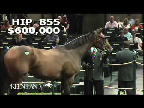 2013 September Yearling Sale - Hip 855, Tiznow-Easter Bunnette filly