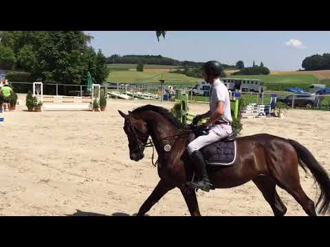 Grace Kelly 5j Stute von Diarado-Calido Carolus I-