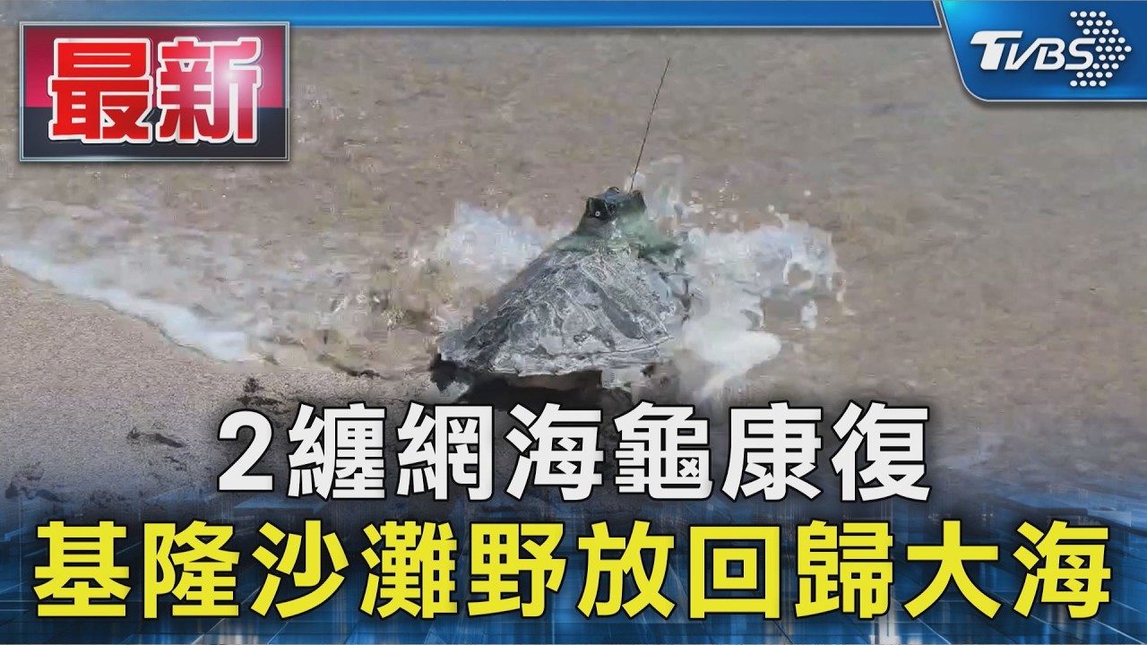 2纏網海龜康復 基隆沙灘野放回歸大海|TVBS新聞 @TVBSNEWS01