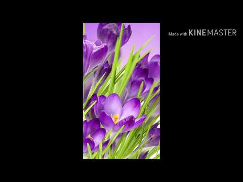 Malayalam New movie song