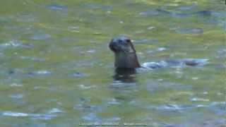 preview picture of video 'Otter with Signal Crayfish HD'