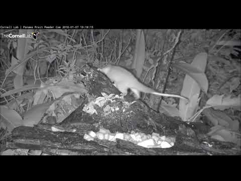 Central American Woolly Opossum visits fruit feeder     19 16         Video 2018 01 07 194020