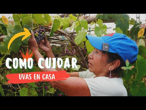 , title : 'COMO CUIDAR DE TU PLANTA DE UVA EN CASA I Cuida de tu Planta de Uva con el Carbon'