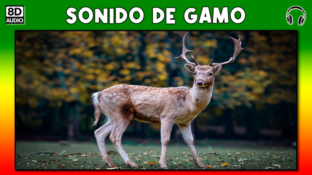 SONIDO DE GAMO - CIERVO🦌