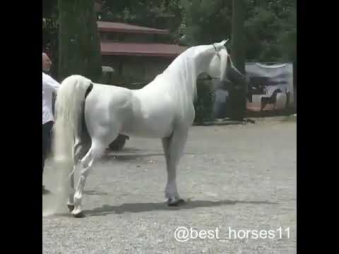 AL Raheeb & AL Ayal & AL Lahab Three champions out of the same Arabian mare.