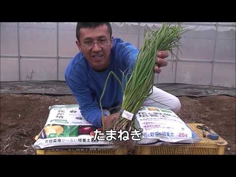 , title : '20191018【簡単野菜作り研究所】たまねぎ植え'